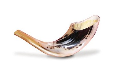 Ram's Horn Shofar 5-6   - 