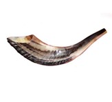 Ram's Horn Shofar 7-8