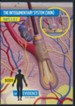 Integumentary System (Skin): Body of Evidence DVD