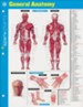 General Anatomy SparkCharts