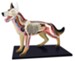 Dog Anatomy Model, 4D Vision