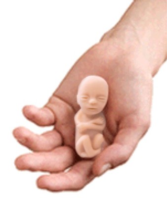 Precious One 12 Week Fetal Models (White Skin / Box of 50)    - 