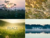 Peace Note Cards, Blank - Pack of 12