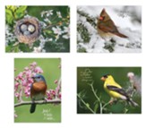 Songbirds Praying For You Cards, Box of 12 (KJV)