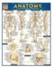 Anatomy, Laminated Guide