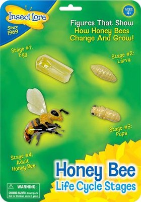 Bee Life Cycle Stages Figurines  - 