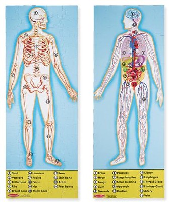 melissa and doug human anatomy