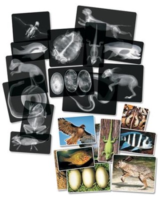 Animal X-Rays (14 x-rays & cards)   - 