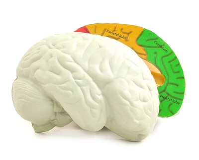 Learning Resources Soft Foam Cross Section Brain Model Teaching Aid 