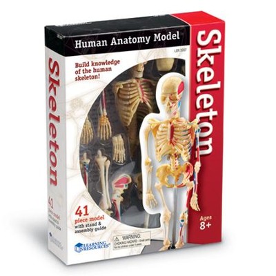 Human Skeleton Model   - 