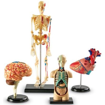 Anatomy Models Bundle Set (4 Pieces)   - 
