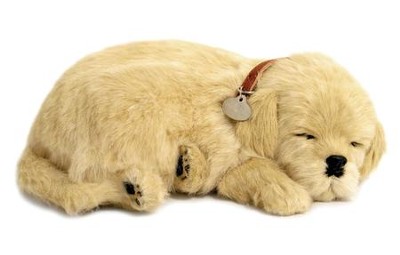 Breathing Pet, Golden Retriever Dog   - 
