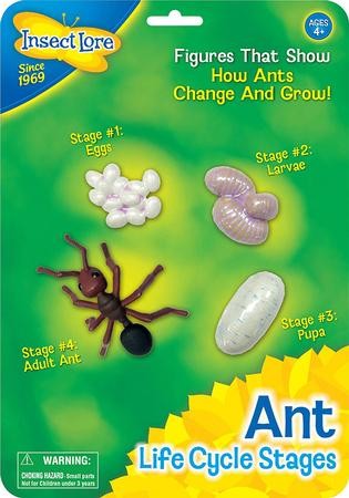 Ant Life Cycle Stages Figurines 