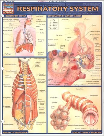 Respiratory System, QuickStudy ® Chart: Homeschool: 9781572225923