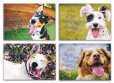 Paws to Reflect (NIV) Box of 12 Thinking of You Cards