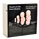 Touch of Life 12-26 Week Fetal Models (White Skin)
