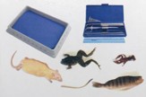 BJU Press Biology Dissection Lab Kit with Specimens