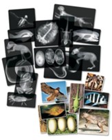 Animal X-Rays (14 x-rays & cards)