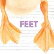 Whose Is It?: Feet