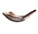 Ram's Horn Shofar 11-12