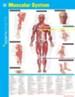 Muscular System SparkCharts