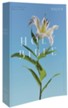 NRSV Catholic Edition Bible, Easter Lily--Softcover