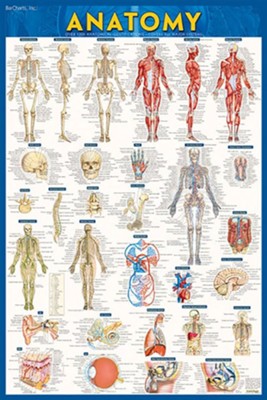 Anatomy Poster (Paper)   - 