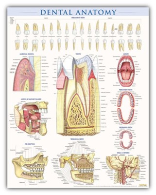 Dental Anatomy Poster 24 X 36: 9781423224259 - Christianbook.com