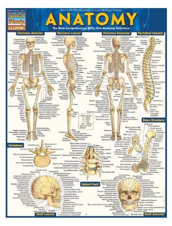 Anatomy, Laminated Guide: Vincent Perez: 9781423222781 - Christianbook.com