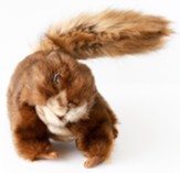 Gospel Light: Skitter the Squirrel Puppet