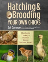 Hatching & Brooding Your Own Chicks: Chickens, Turkeys, Ducks, Geese, Guinea Fowl - eBook