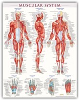 Muscular System Poster (Laminated) 22 x 28