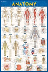 Anatomy Poster (Laminated) 24 x 36
