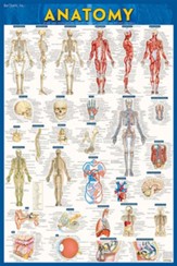 Anatomy Poster (Paper)