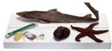 Marine Biology Dissecting Kit (for  use with Apologia's Exploring Creation with Marine Biology 2nd Edition)