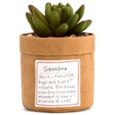 Grandma Plant Kindness Succulent