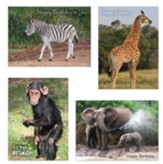 Safari Friends Birthday Cards, Box of 12 (KJV)