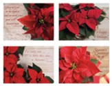 Tidings of Joy Christmas Cards, Box of 12 (KJV)