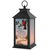 Cardinals Appear This Christmas Lantern