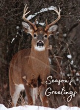 Whitetail Deer Christmas Cards, Box of 12 (KJV)