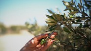 Relishing the Olive and Its Oil [Video Download]
