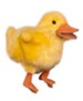 Gospel Light: Daffodil the Duck, Year A