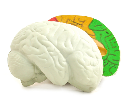 Cross-Section Human Brain Model - Christianbook.com