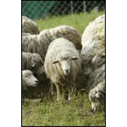 Lessons from the Sheep - Word Document [Download]