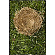 Thriving in the Empty Nest - Word Document [Download]