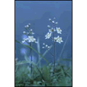 Between These Weeds, Flowers Grow - PDF Download [Download]