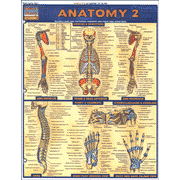 Anatomy 2 Chart                 - 