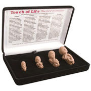 Touch of Life First Trimester Fetal Models (Brown Skin)   - 