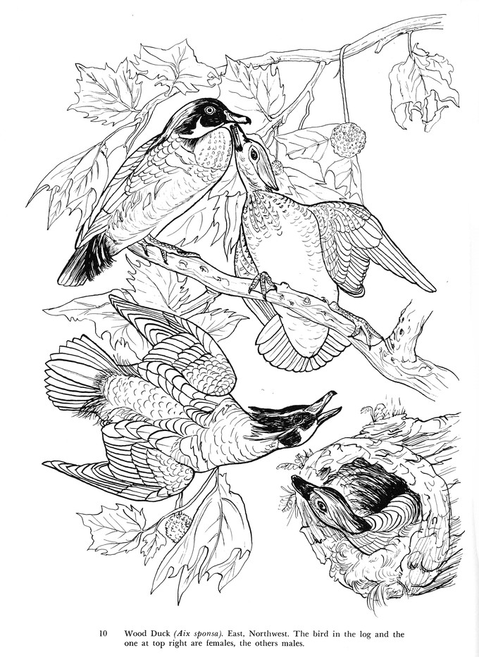 Download Audubon S Birds Of America Coloring Book Paul E Kennedy 9780486230498 Christianbook Com