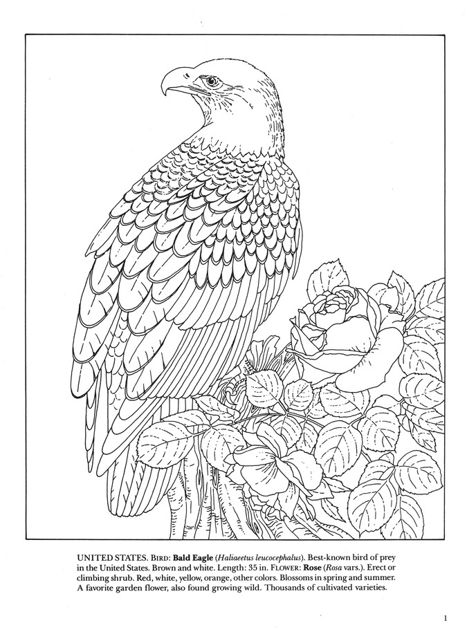Download State Birds And Flowers Coloring Book Illustrated By Annika Bernhard 9780486264561 Christianbook Com